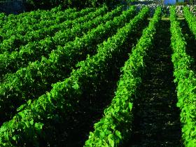 cantine-pietratorcia